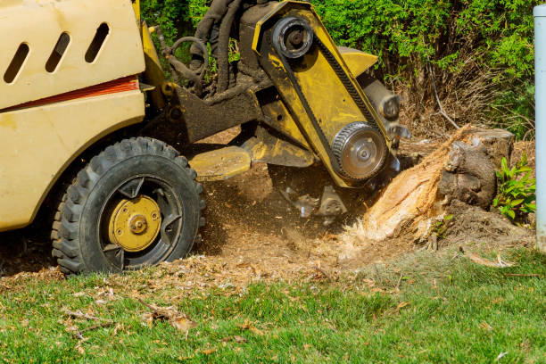 Oak Grove, OR Tree Care Services Company